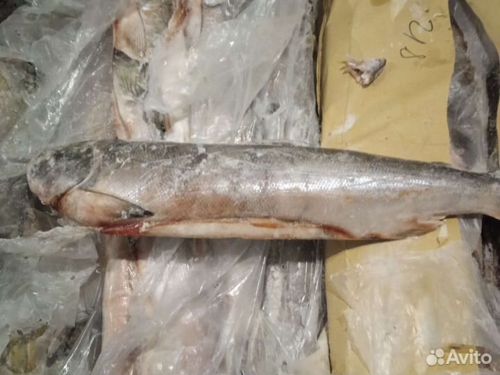 Свежемороженая рыба