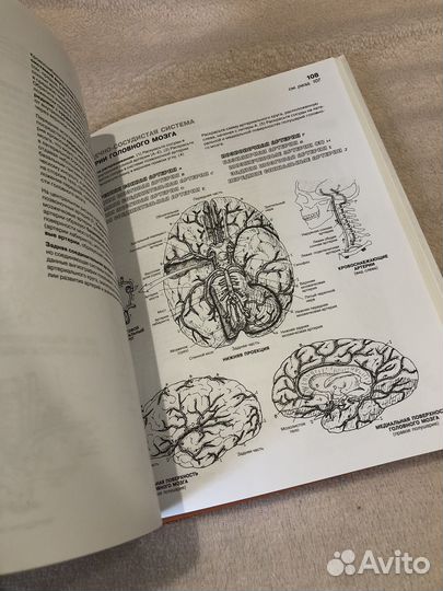 Анатомия человека. Атлас раскраска
