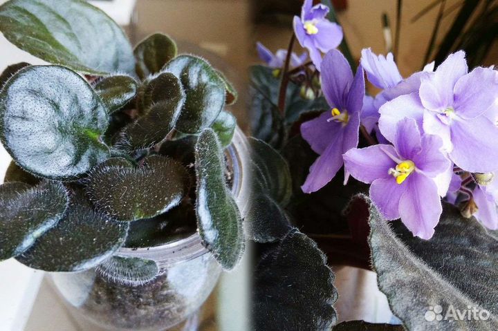 Комнатные растения