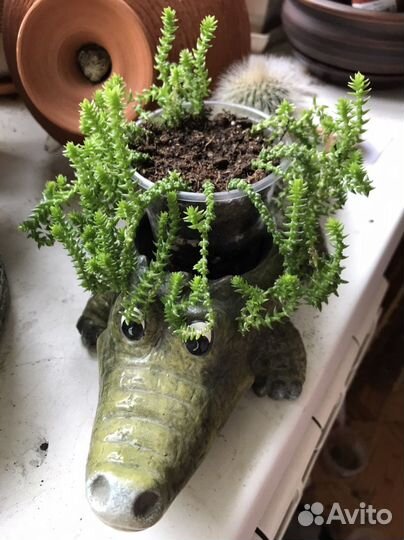 Кактус опунция Монаканта вариегатная