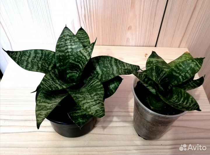 Сансевиерия Ханна