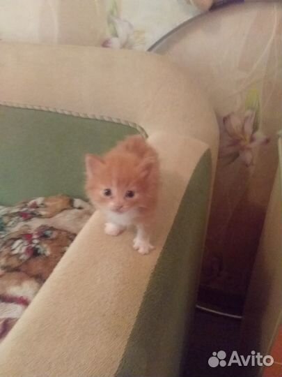 В очень добрые руки