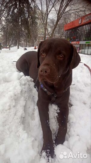 Вязка молодого кобеля