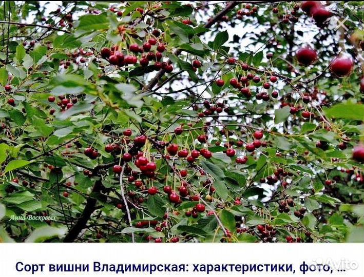 Саженцы черешни и вишни