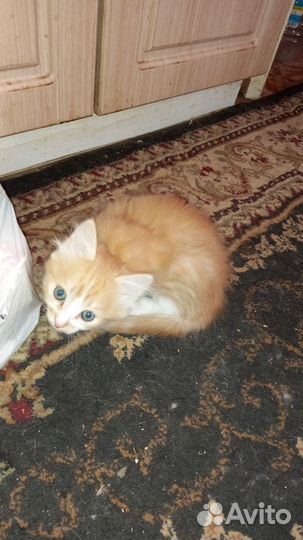Рыжий котенок в добрые руки бесплатно
