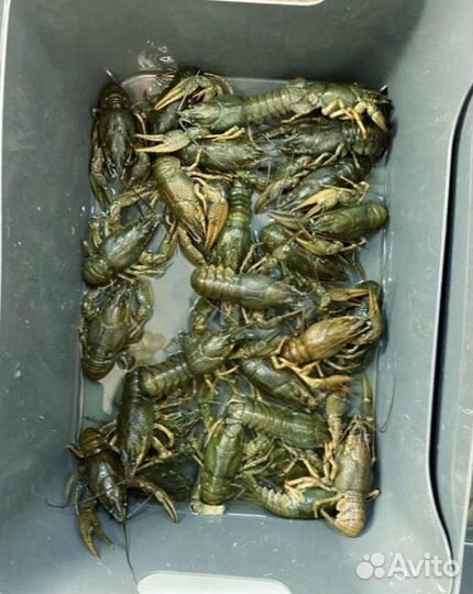 Живые раки. Свежий улов