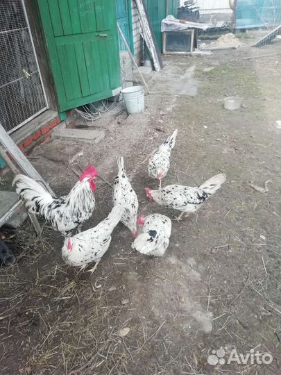 Инкубационное яйцо