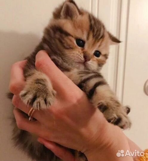Котята медвежата