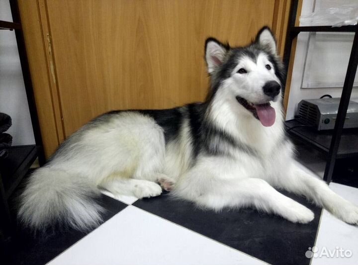 Груминг. Стрижка собак/кошек