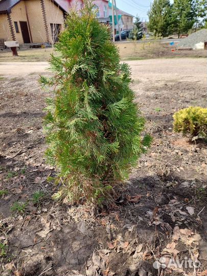 Туя смарагд саженцы