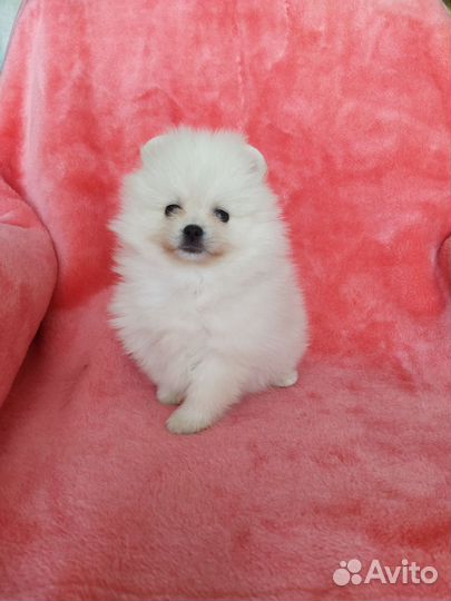 Шпиц Померанский малыши