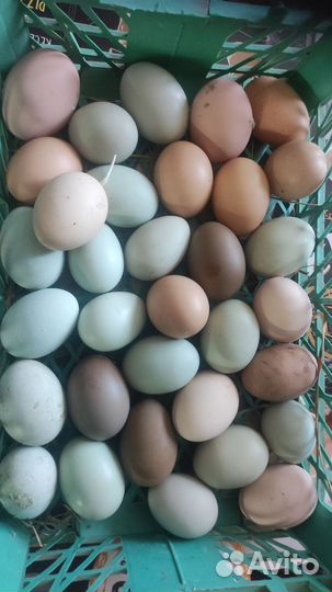 Инкубационное яйцо