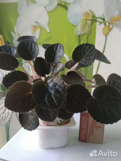 Фиалка полумини