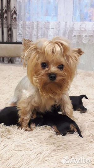 Йоркширский терьер щенки