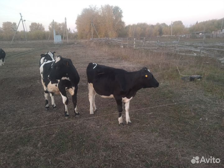 Бычки и телята