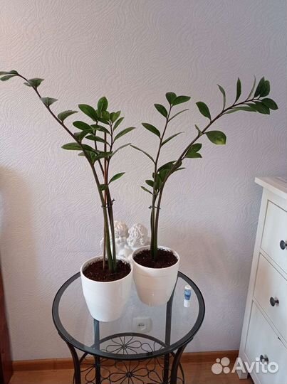 Замиокулькас