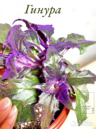 Гинура, неприхотливые, домашние растения