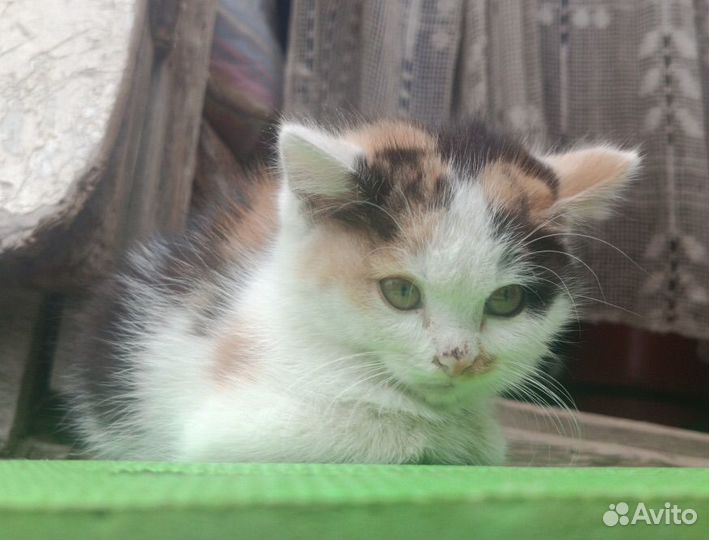 Кошка котенок