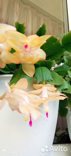 Декабристы