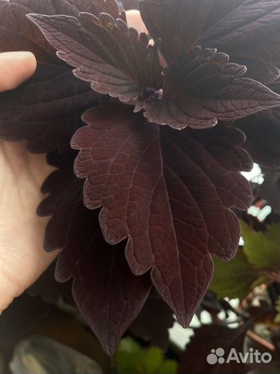 Колеус Фауст (Faust)