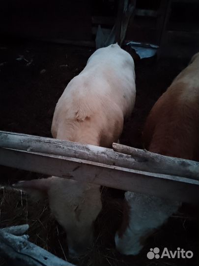 Продаю быков