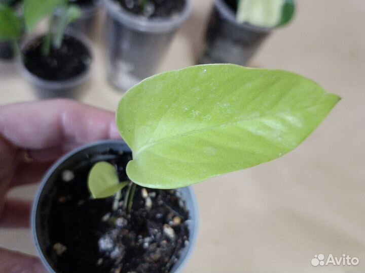 Сциндапсусы, эпипремнумы