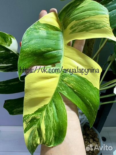 Эпипремнум pinnatum White Variegated