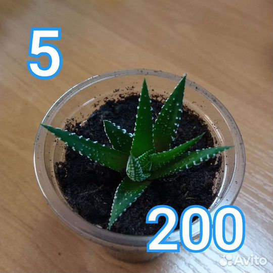 Суккуленты