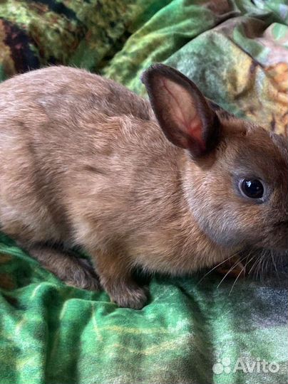 Кролик декоративный