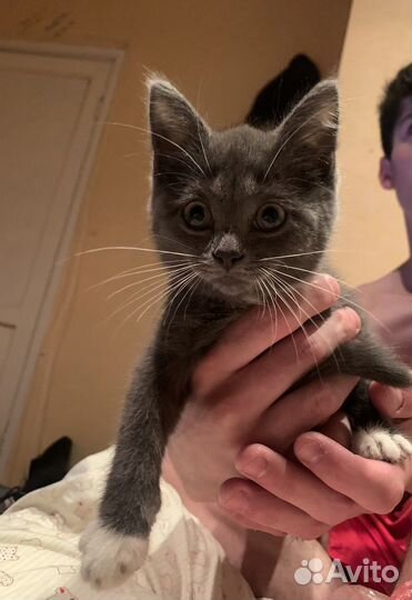 Британская кошка