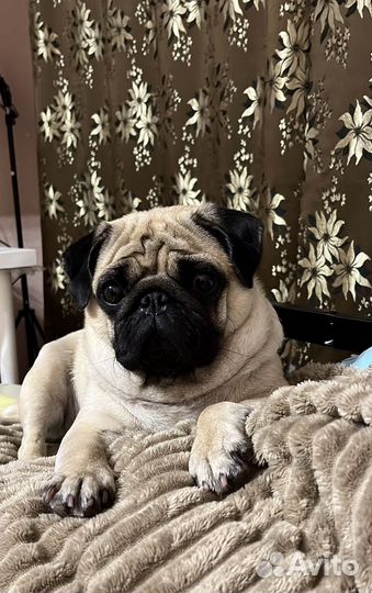 Вязка мопс девочка