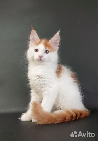 Котята мейн-кун