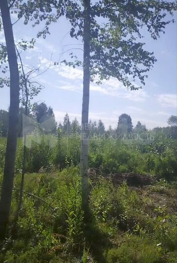 Участок 10,9 сот. (СНТ, ДНП)