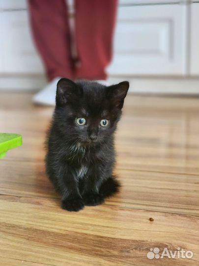Котята от мышеловки