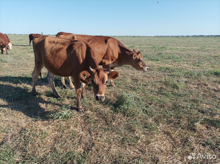 Телки 2022 года