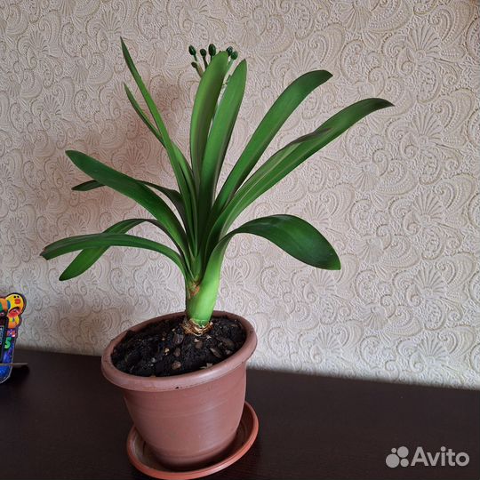 Кливия