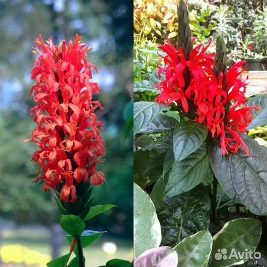 Пахистахис красный - экзот тропический