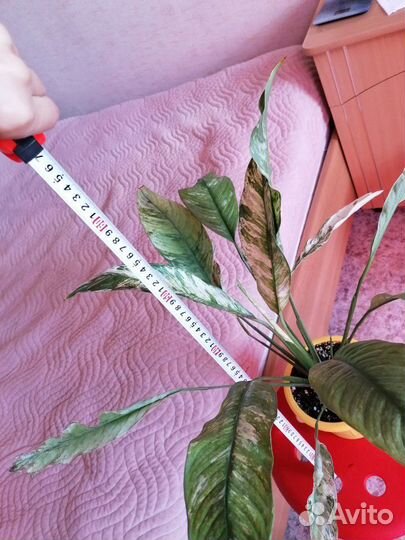 Спатифиллум сити оф ангел