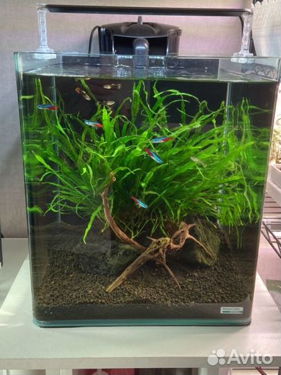 Аквариум