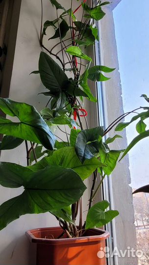 Комнатный цветок филодендрон