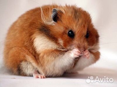 Отдам в добрые руки хомяка