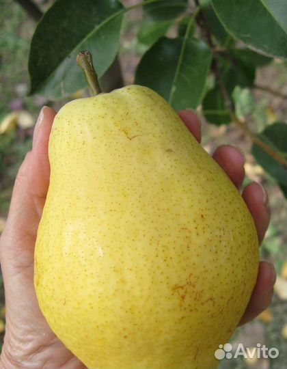 Саженцы груши осенняя