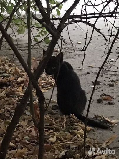 Котята ищут дом