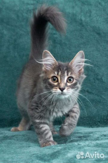 Малышка Хлоя