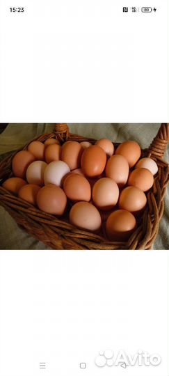 Яица домашние куриные