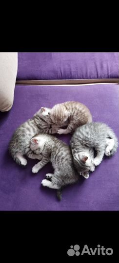 Котята шотландцы, вислоухие