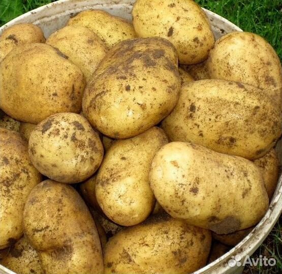 Продаю картофель сорта 