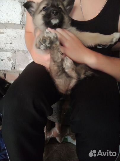 Щенки дворняжки девочки бесплатно, нашли на улице