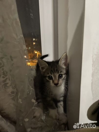 Кот