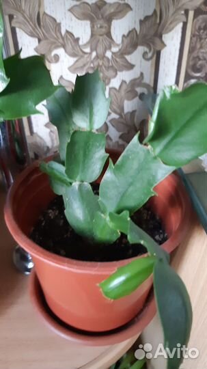 Декабрист белый